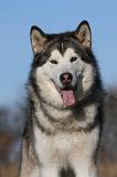 ALASKAN MALAMUTE 844